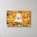 Search for mixed breeds art Cute