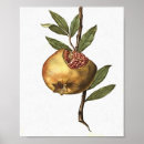 Search for pomegranate fruit posters Food