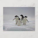 Recherche de glace mignonne cartes postales Manchot