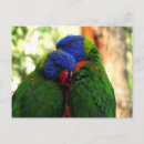 Search for lori postcards Birds