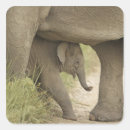 Search for animal tracks stickers National park