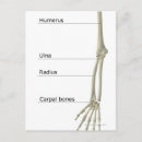 Search for bones stamps posters Front view