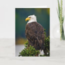Search for perches cards Danita delimont