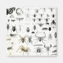 Search for entomology magnets Fly