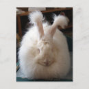Recherche de angora cartes postales Lapin