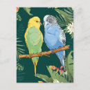 Recherche de perruche bleue cartes postales Mignon