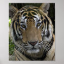 Recherche de tiger face posters Animal