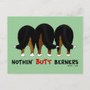 Search for berner postcards Bernese mountain dog
