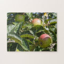 Search for ripened Red