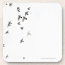 Search for freedom coasters Nature