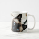 Recherche de siamois tasses Chats