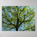 Recherche de arbre de chêne vivant posters Nature