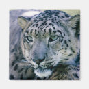 Search for snow leopard magnets Nature