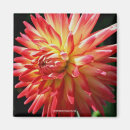 Recherche de dahlia rouge magnets Floral