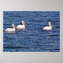 Recherche de pelican posters Oiseau