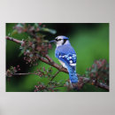 Search for backyard birds posters Jay