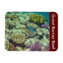 Recherche de poisson magnets Grand récif de barrière