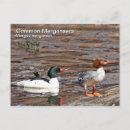 Search for merganser duck Nature