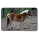 Recherche de de beaux magnets Ferme