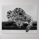 Search for white leopard posters Animal
