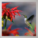 Search for glories posters Nature