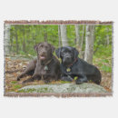 Search for black labrador blankets Pets