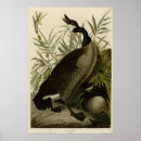 Search for canada goose posters Branta canadensis