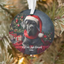 Search for cane corso ornaments Mastiff