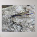 Recherche de mouche par posters Pour elle