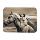 Recherche de canadien magnets Alberta