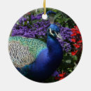 Search for peacock feather ornaments Plumage
