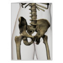 Search for pelvic Pelvis