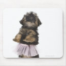 Recherche de chiot yorkie tapis souris Animal