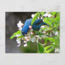 Search for tree blossoms postcards Wildlife