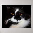 Recherche de minou noir posters Noir et blanc