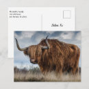 Search for scottish highland cow postcards Bull