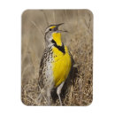 Recherche de occidental magnets Faune