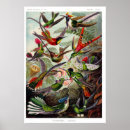 Search for darwin posters Nature