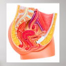 Search for female anatomy posters Reproductive organs