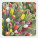Search for tulips stickers Colour
