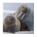 Search for cow and calf tiles Animal