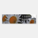 Search for daisies bumper stickers Flowers