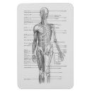 Recherche de étude magnets Éducatif