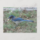 Search for jay horizontal postcards Nature