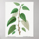 Search for arbres posters Des