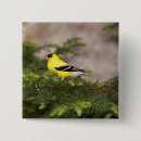 Recherche de minnesota badges Nature