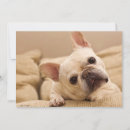 Search for french bulldog thank you cards Domestic animals