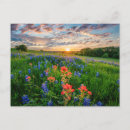 Search for texas bluebonnet postcards Nature