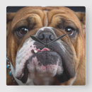 Search for funny dog clocks Bulldog