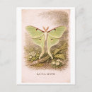 Search for moths postcards Antique